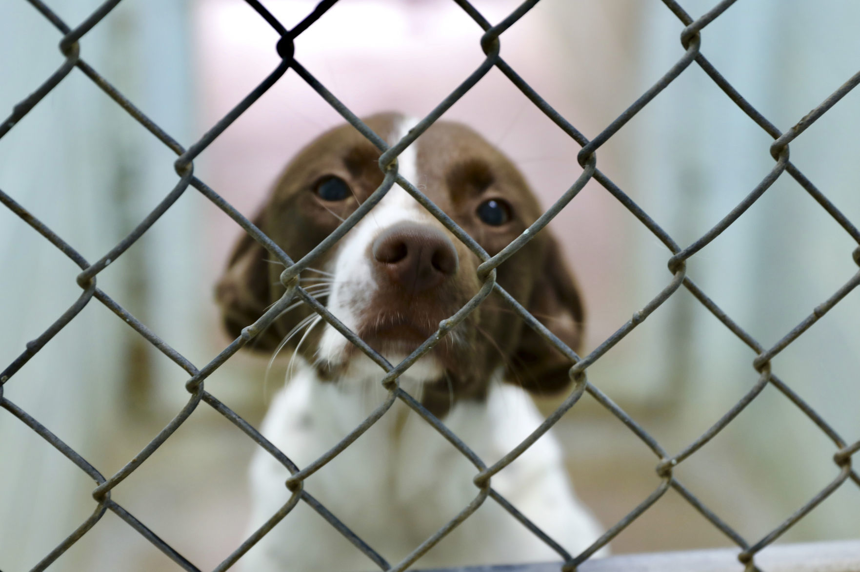 Orangeburg County Animal Shelter